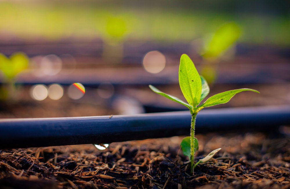 drip irrigation installation experts manhattan